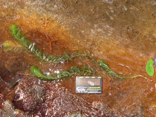 Whorl-leaf watermilfoil (Myriophyllum verticillatum)