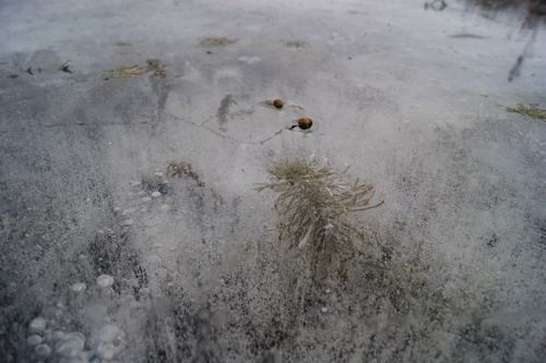 Whorl-leaf watermilfoil (Myriophyllum verticillatum)