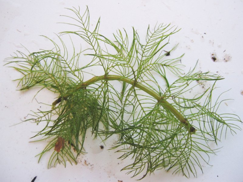 Whorl-leaf watermilfoil: Quirl-Tausendblatt Myriophyllum verticillatum , Müritz-Gebiet