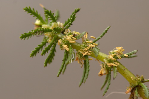 Whorl-leaf watermilfoil (Myriophyllum verticillatum)