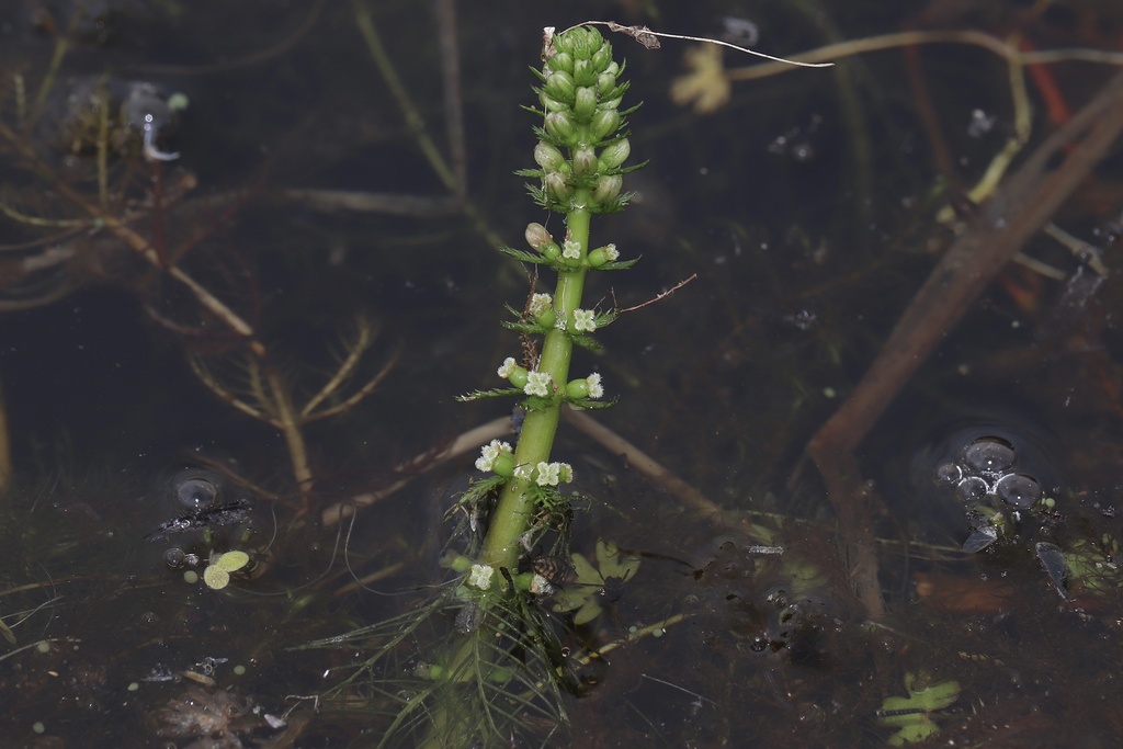Whorl-leaf watermilfoil (Myriophyllum verticillatum)
