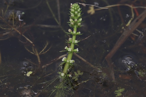 Whorl-leaf watermilfoil (Myriophyllum verticillatum)