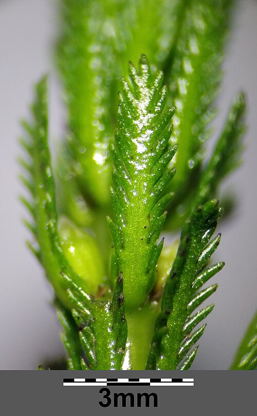Whorl-leaf watermilfoil: Inflorescence with pinnatisect bracts Taxonym: Myriophyllum verticillatum ss Fischer et al. EfÖLS 2008 ISBN 978-3-85474-187-9 Location: to "Endelteich" on Donau