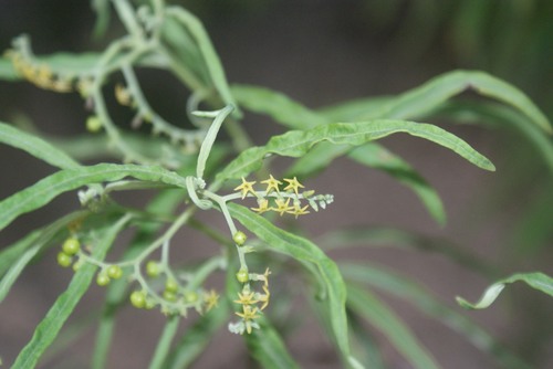 Myriopus stenophyllus (Myriopus stenophyllus)
