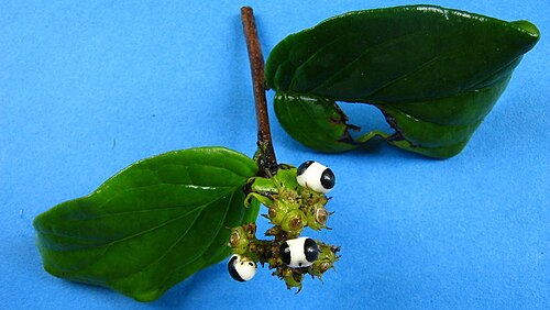 Myriopus subsessilis: Tournefortia subsessilis Cham.