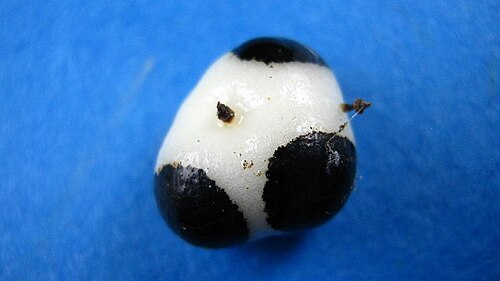 Myriopus subsessilis: Tournefortia subsessilis Cham.