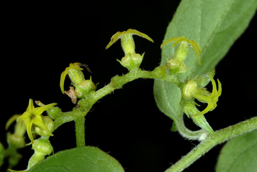 Myriopus volubilis (Myriopus volubilis)