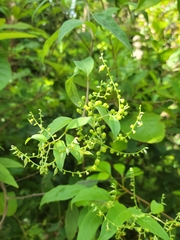 Myriopus volubilis (Myriopus volubilis)