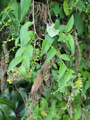 Myriopus volubilis (Myriopus volubilis)