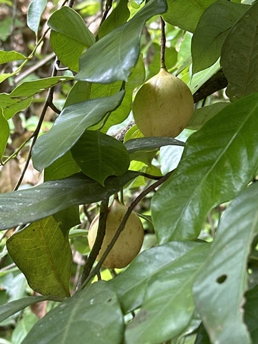 Nutmeg (Myristica fragrans)