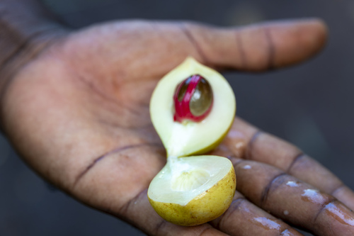 Nutmeg (Myristica fragrans)