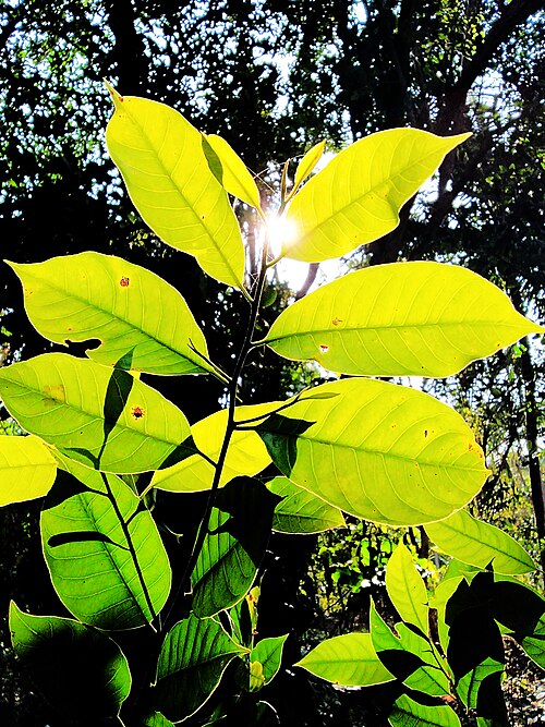Nutmeg: ജാതിയുടെ ഇല