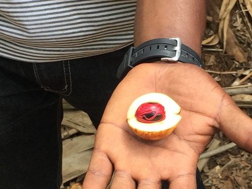 Nutmeg (Myristica fragrans)