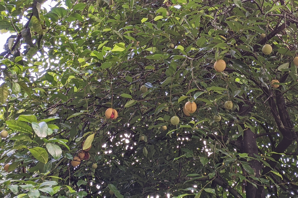 Nutmeg (Myristica fragrans)