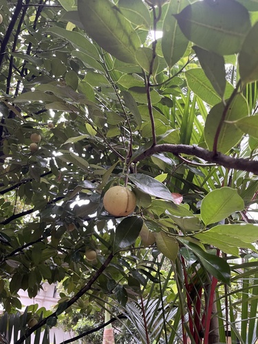 Nutmeg (Myristica fragrans)