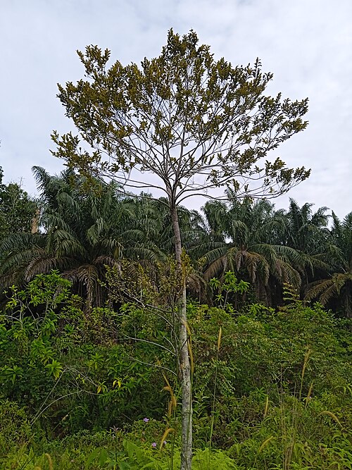 Nutmeg: Myristica fragrans di lembah sungai Subang, dekat Elmina Barat, dalam Seksyen U15 Shah Alam, Selangor