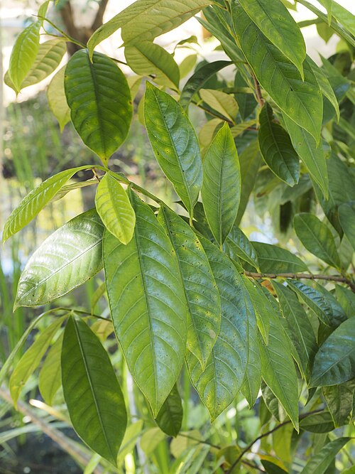 Nutmeg: Close up of leaves of a young Myristica fragens tree