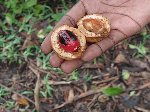 Nutmeg: A fruit in Zanzibar called Kungumanga in Swahili