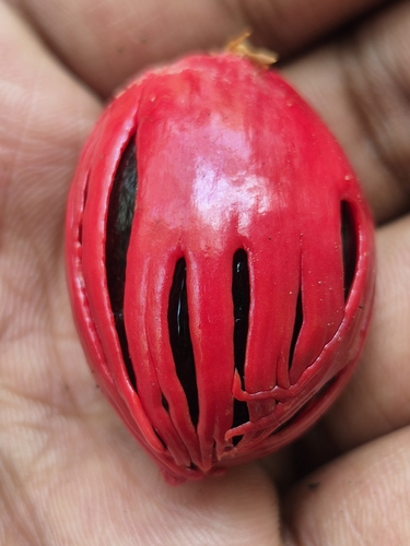 Nutmeg (Myristica fragrans)