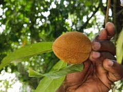 Malabar nutmeg (Myristica malabarica)