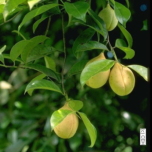 Malabar nutmeg: The food which we get from Myristica malabarica can be eaten.