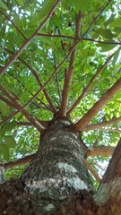 Malabar nutmeg (Myristica malabarica)