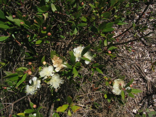 Common myrtle (Myrtus communis)