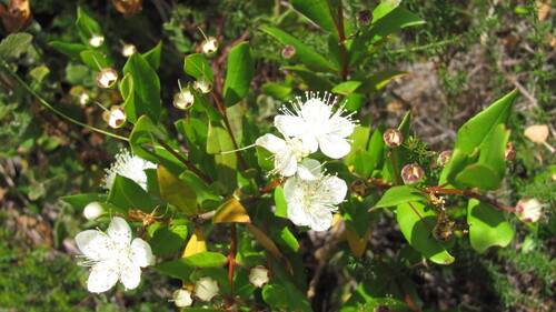 Common myrtle (Myrtus communis)