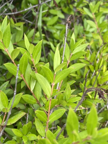 Common myrtle (Myrtus communis)