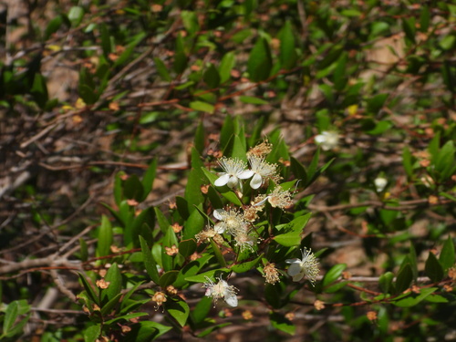 Common myrtle (Myrtus communis)