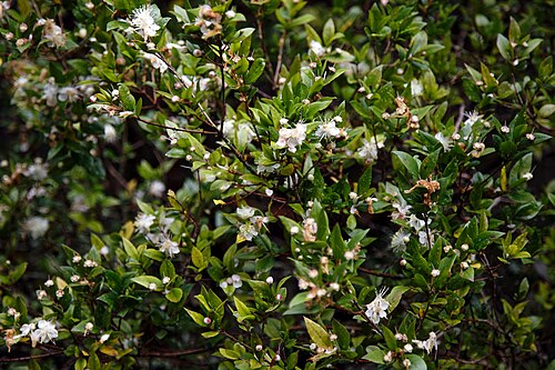 Common myrtle: Myrtus communis , the common myrtle, in Highdown Gardens , in Worthing , West Sussex , England. Mobile device view : Wikimedia (August 2019) makes it difficult