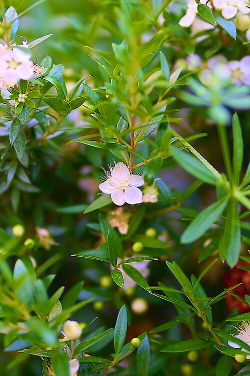 Common myrtle: Common Myrtle (Myrtus communis) in Athens.