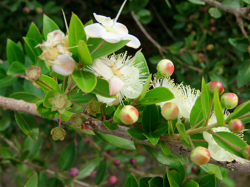 Common myrtle (Myrtus communis)