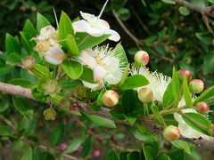 Common myrtle (Myrtus communis)