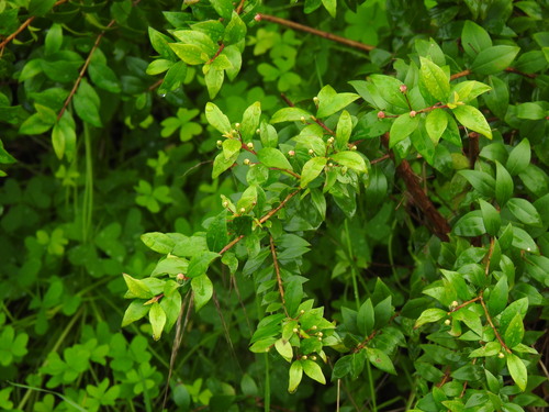 Common myrtle (Myrtus communis)
