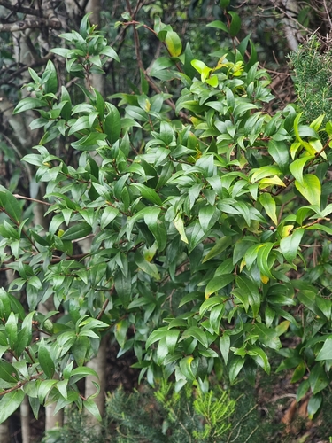 Common myrtle (Myrtus communis)