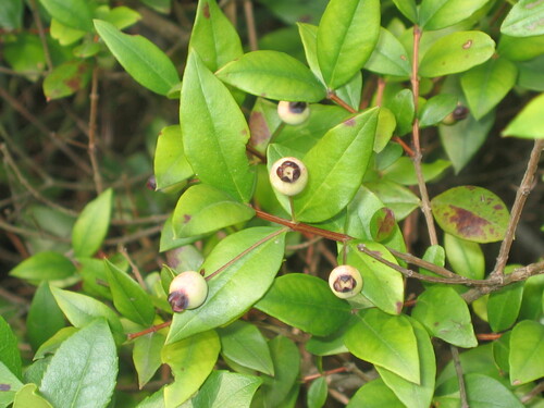 Common myrtle (Myrtus communis)