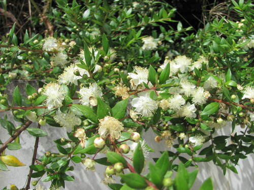 Common myrtle (Myrtus communis)