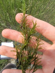 Muenscher's waternymph (Najas canadensis)