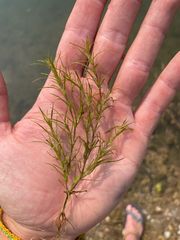 Muenscher's waternymph (Najas canadensis)