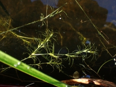 Muenscher's waternymph (Najas canadensis)