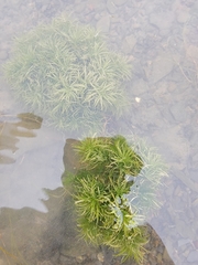 Muenscher's waternymph (Najas canadensis)