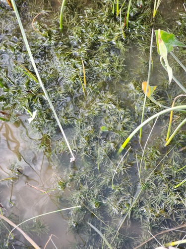 Muenscher's waternymph (Najas canadensis)