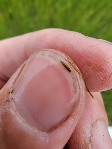 Muenscher's waternymph (Najas canadensis)