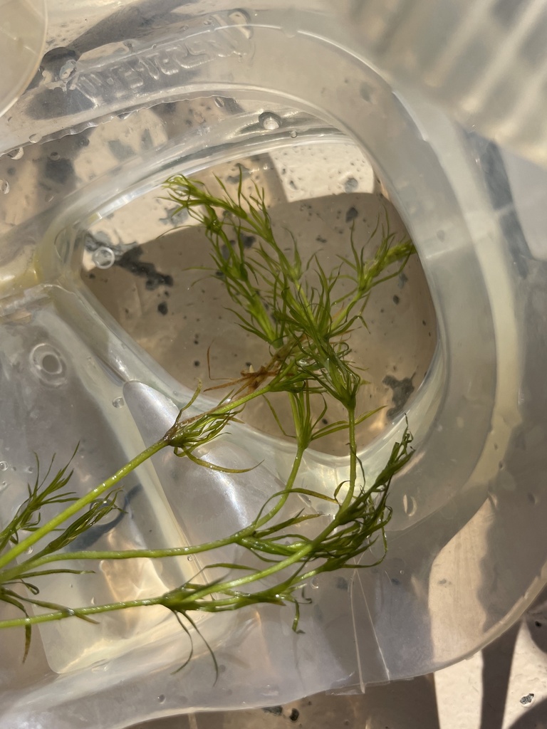 Muenscher's waternymph (Najas canadensis)