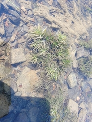 Muenscher's waternymph (Najas canadensis)