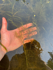Muenscher's waternymph (Najas canadensis)