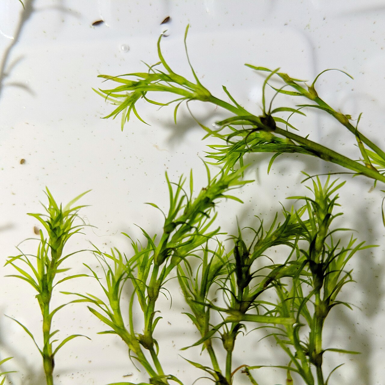 Southern waternymph: Najas guadalupensis from Fidalgo Island, Washington, US