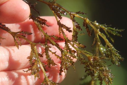 Holly-leaved naiad (Najas marina)