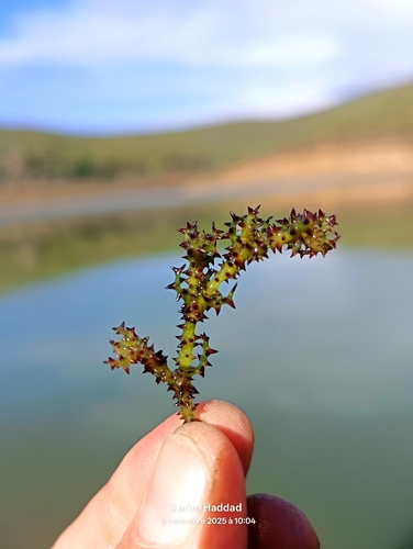 Holly-leaved naiad (Najas marina)